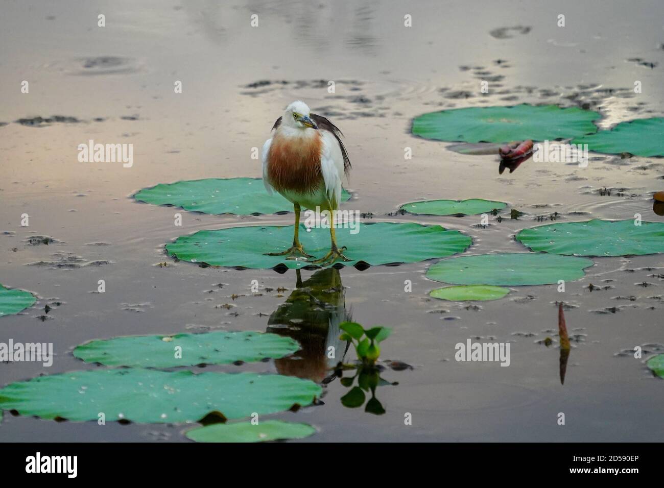 Bird standing on a lily pad, Lebo lake, Sumbawa, Indonesia Stock Photo
