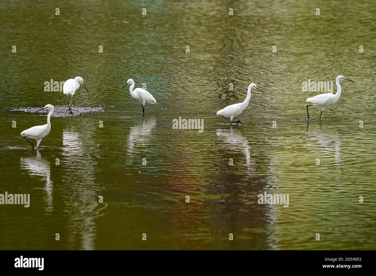 Five birds standing in Lebo lake, Sumbawa, Indonesia Stock Photo