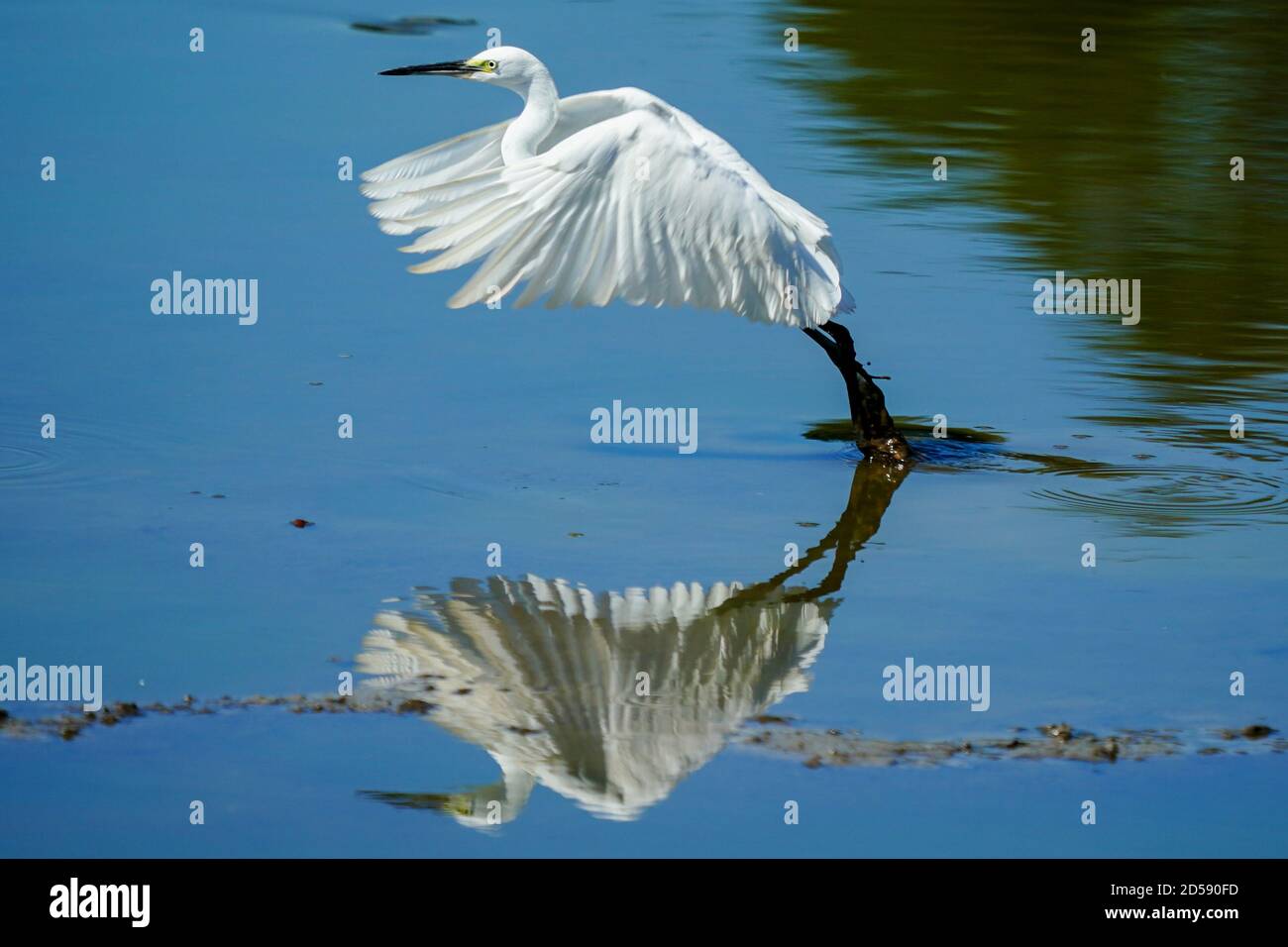 Bird taking off, Lebo lake, Sumbawa, Indonesia Stock Photo
