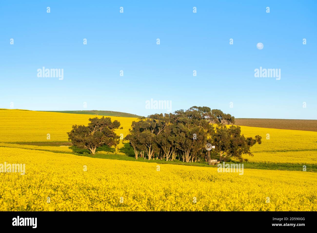 American-style windmill next to gum trees in a canola field, Western Cape, South Africa Stock Photo
