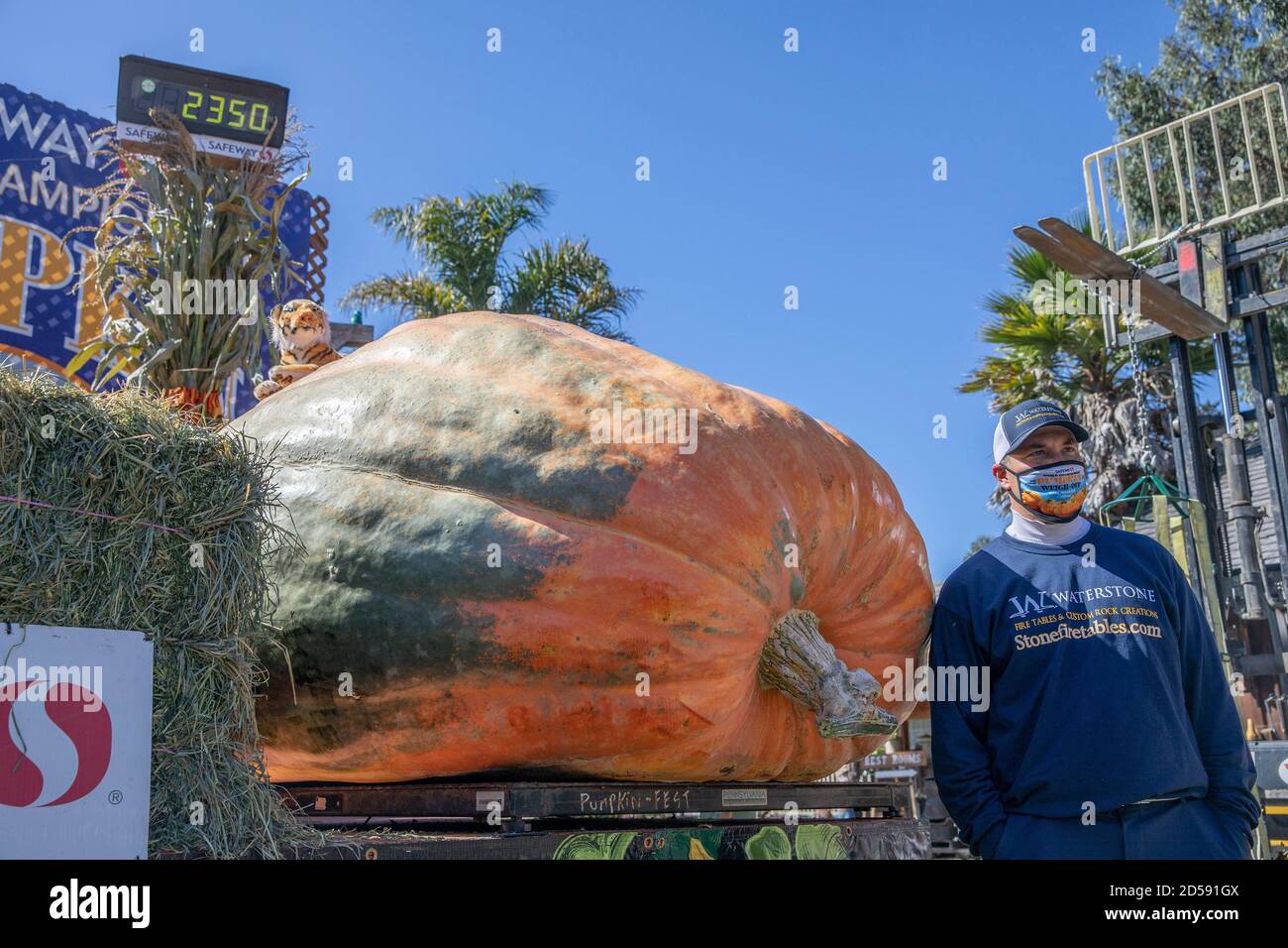 San Francisco. 12th Oct, 2020. A pumpkin weighing 2350 pounds (about 1.066 tons), the winer of the annual pumpkin-weighing competition is shown in the photo taken on Oct. 12, 2020 in San Mateo, California, the United States. Credit: Li Jianguo/Xinhua/Alamy Live News Stock Photo