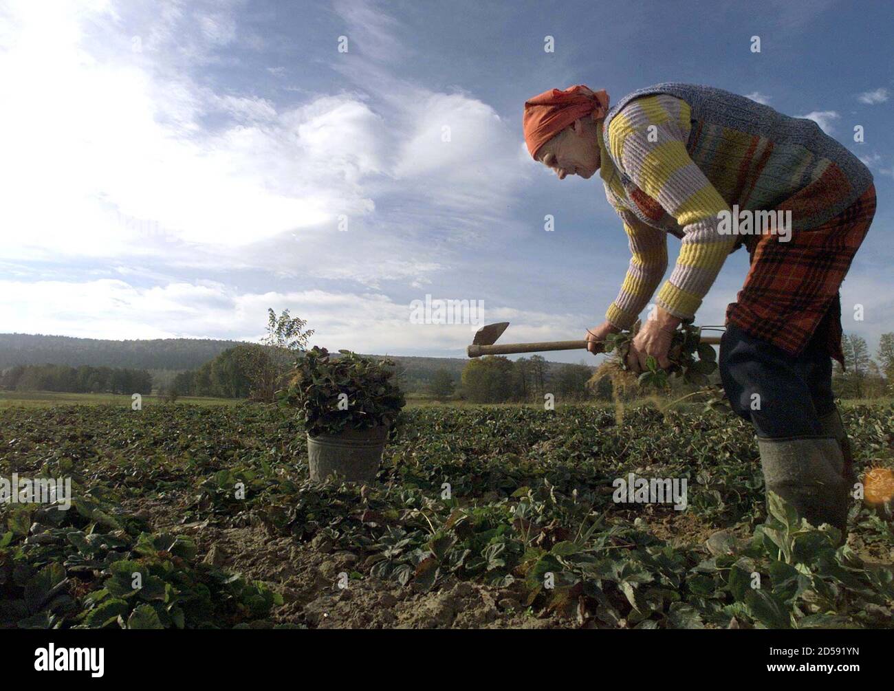 FOR RELEASE WITH STORY BC-EUROPE-ENLARGEMENT-FARMING - Stefania Guzdz, 67,  a farmer from the southern Polish village of Celiny weeds a strawberry  field with a hoe. Millions of Poles scrape a living on