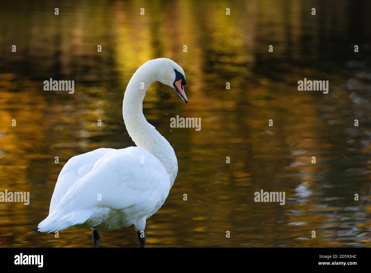 A swan beside the serpentine lake at Coombe Country Park, Coventry, Warwickshire. Stock Photo