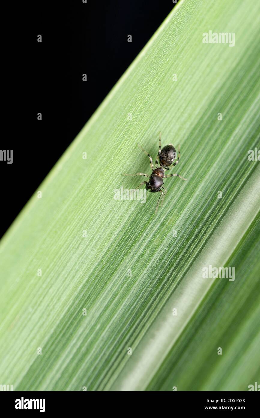 Ant mimic spider, Myrmarachne formica, Satara, Maharashtra, India Stock Photo