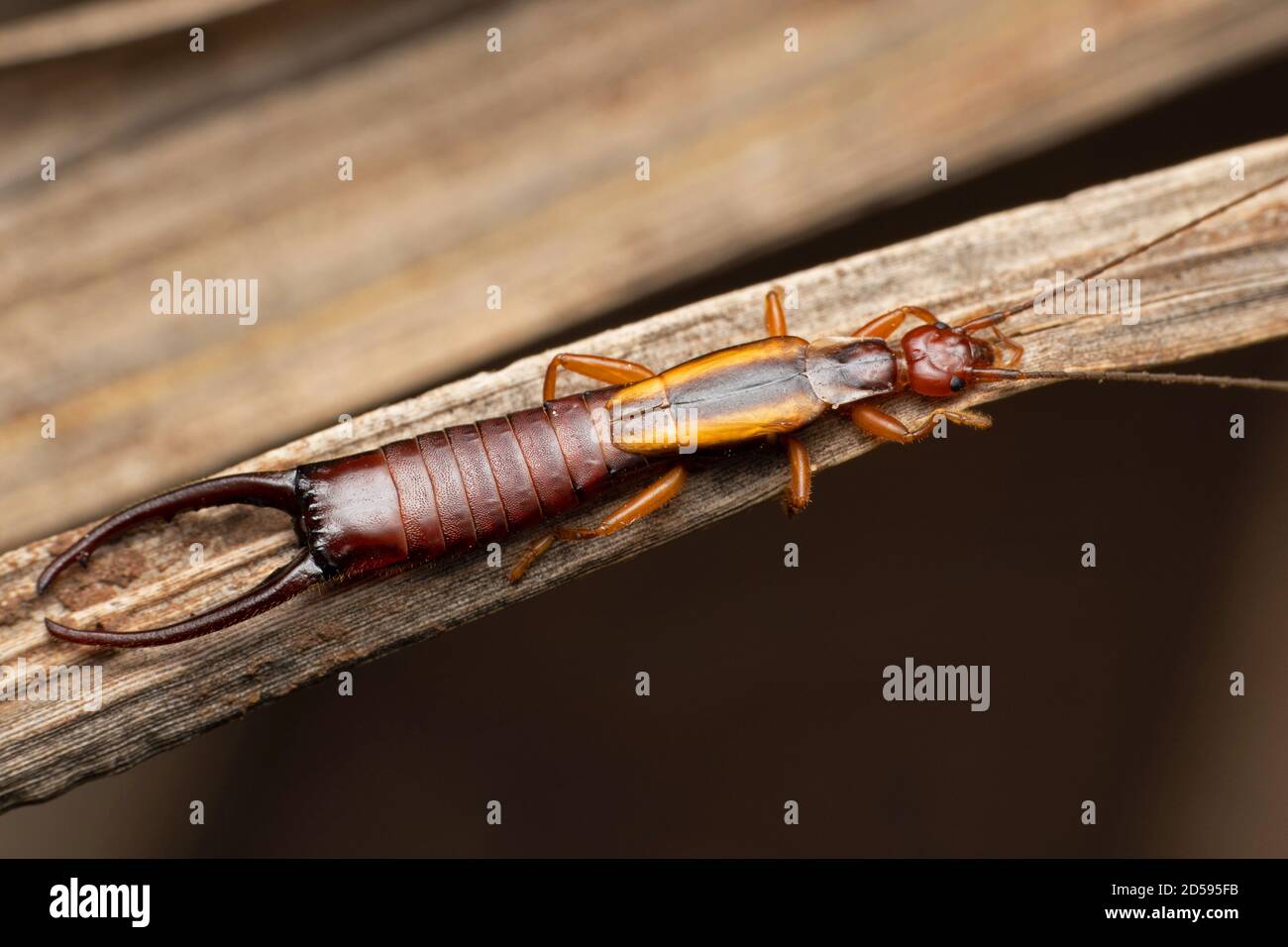 Common earwig european earwig forficula hi-res stock photography and ...