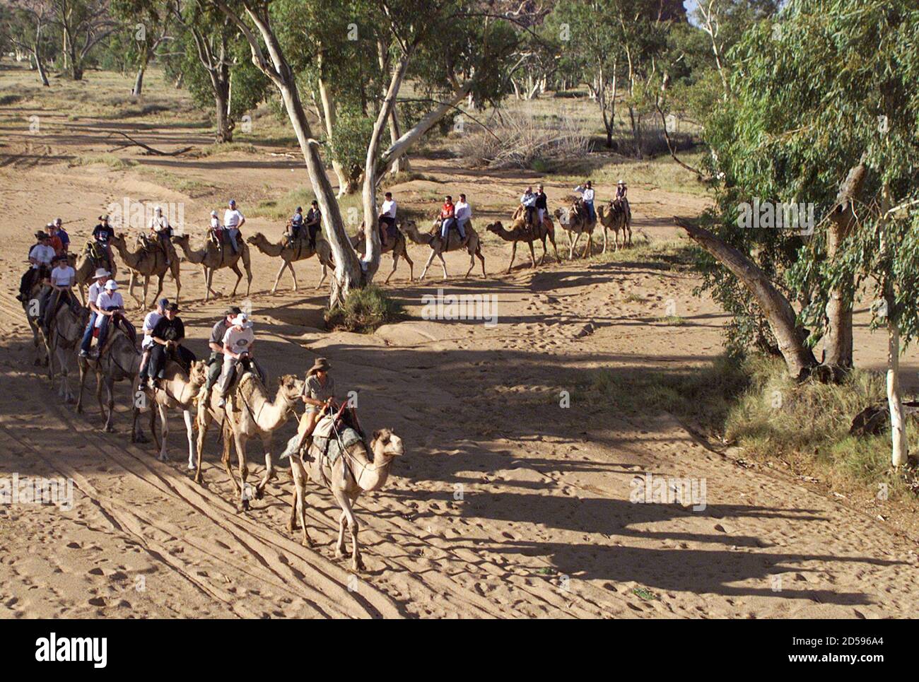 American, Mexican and Australian tourists ride camels past river gum trees on the dry bed of the Todd River near Alice Springs December 30. An enterprising tour a