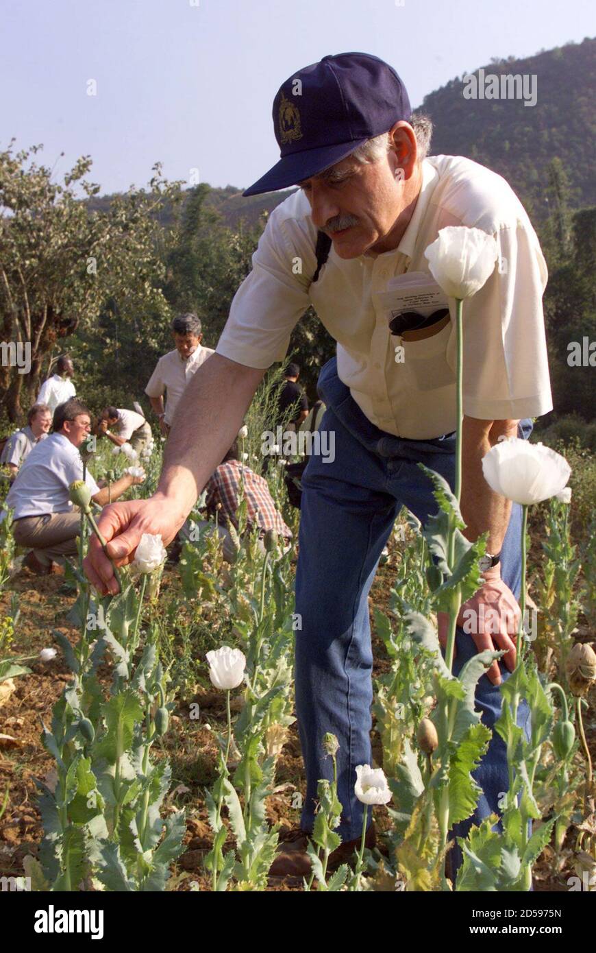 Ian Bain, Interpol Assistant Director and Head of the Drugs Sub-Directorate inspects an opium field outside Low Soi, a Chinese village in the Shan state in northeastern Myanmar close to the border with China February 26. Myanmar authorities took delegates of the 4th International Heroin Conference in one of the few opium growing areas which has escaped the government's anti-drug campaign. Myanmar, a major world producer of opium, predicted that stepped-up government suppression of poppy growing in remote areas and bad weather would cut output of the drug sharply this year. **DIGITAL IMAGE** Stock Photo