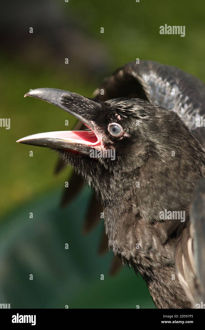 Carrion Crow with open beak, England, UK Stock Photo Alamy