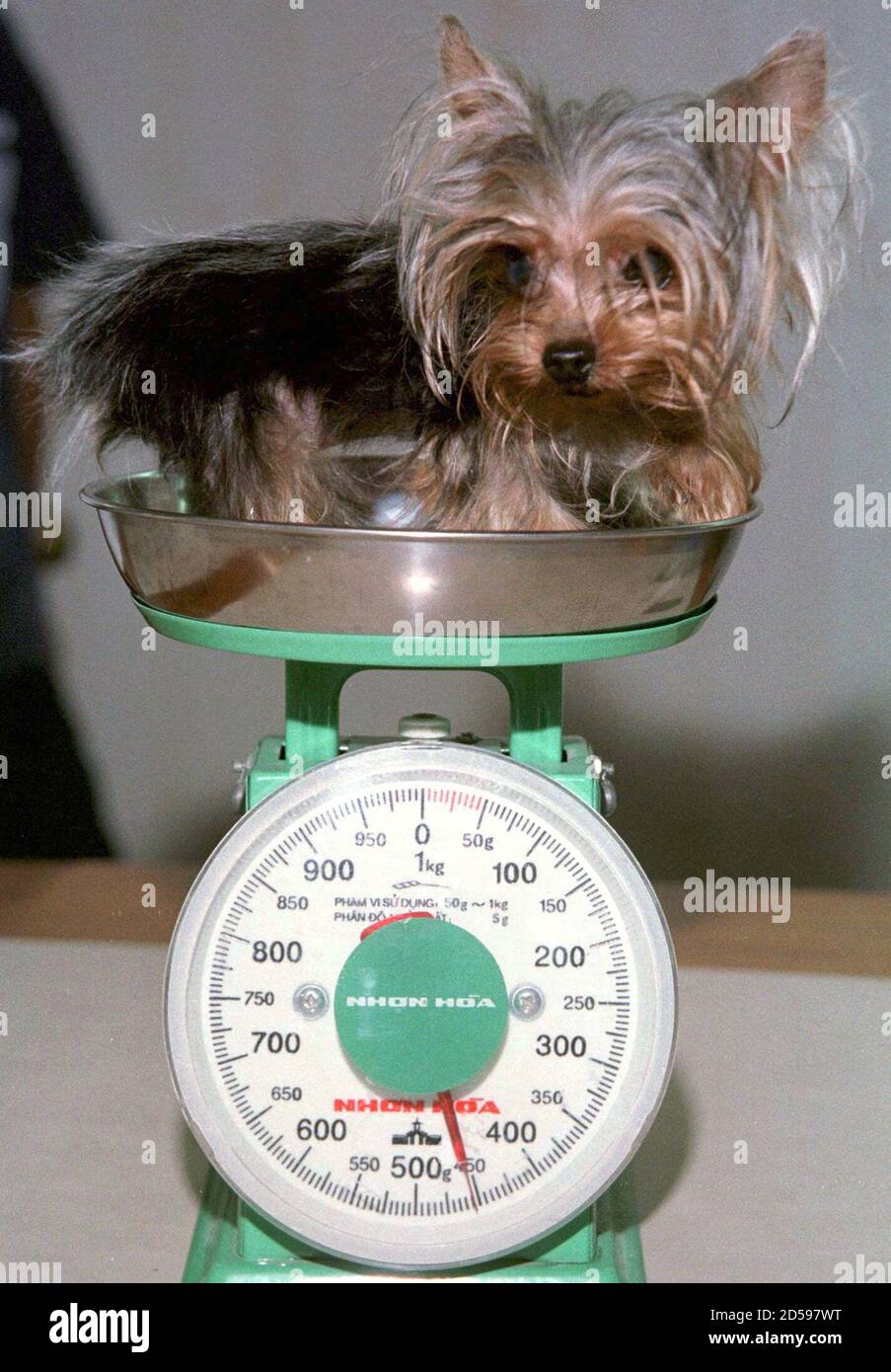 smallest yorkie ever