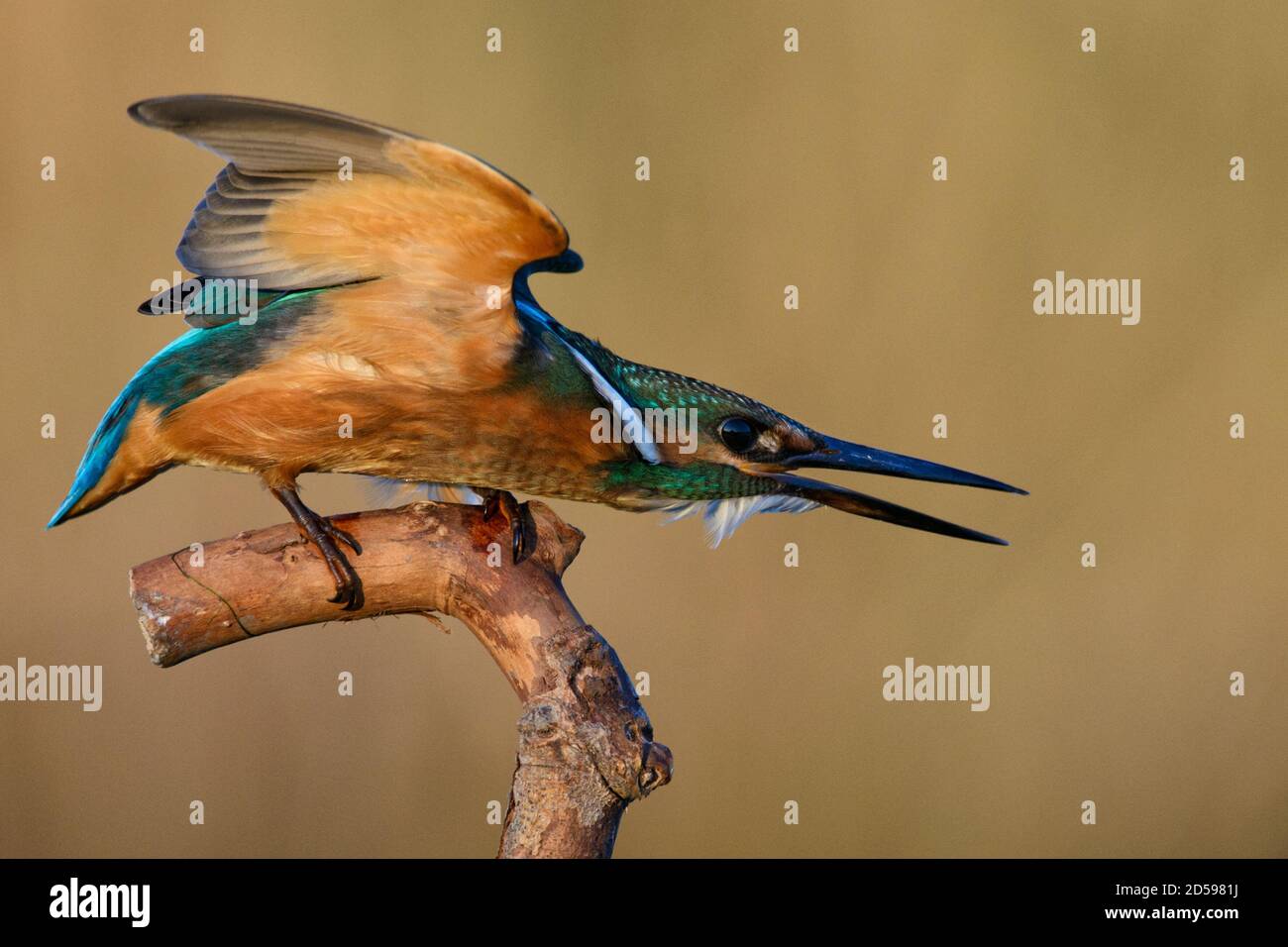 Super close up of Male Common Kingfisher (Alcedo atthis) in nature with open wings. Stock Photo