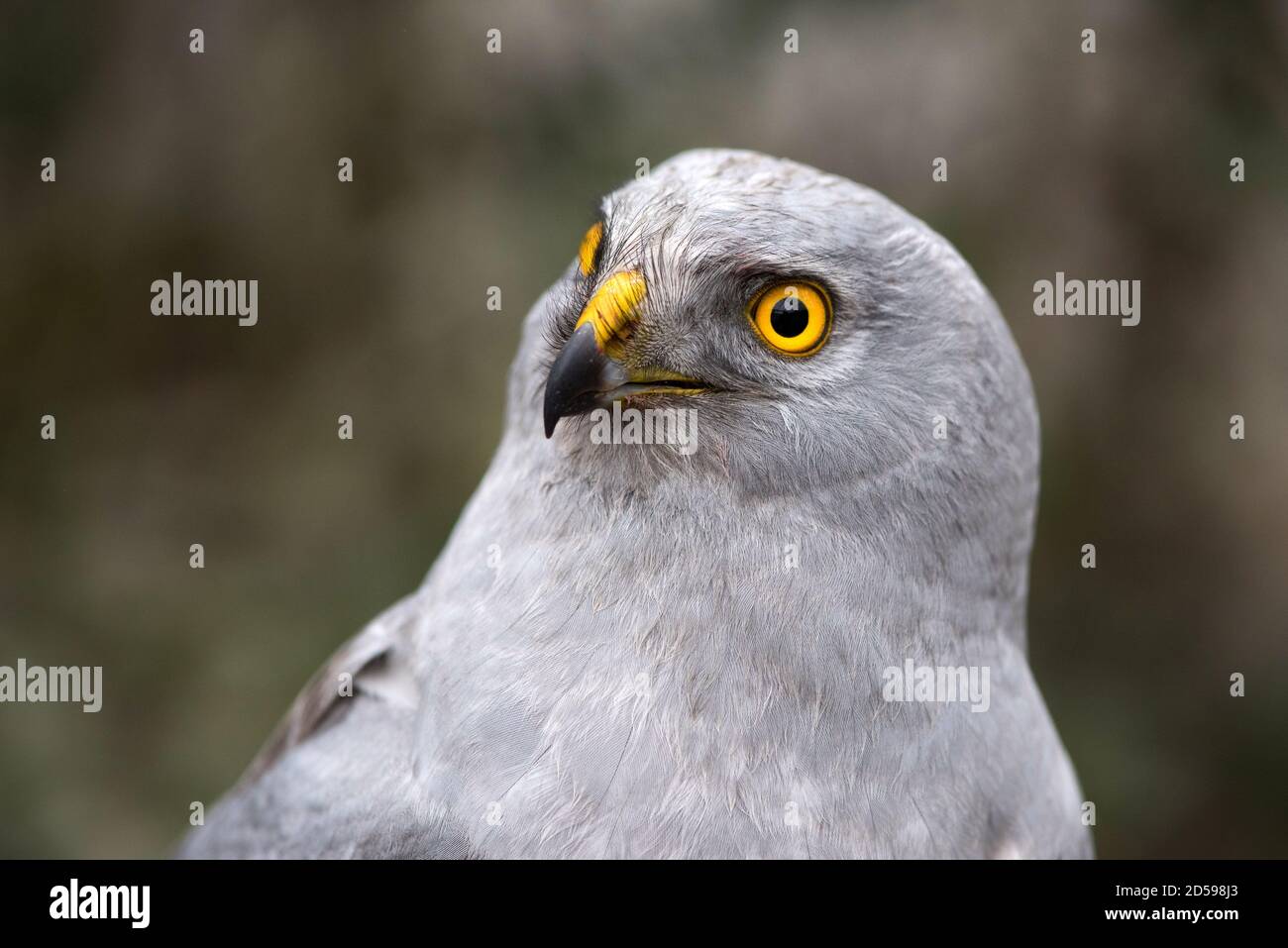 Portrait of a northern harrier Circus Cyaneus. Close up. Stock Photo