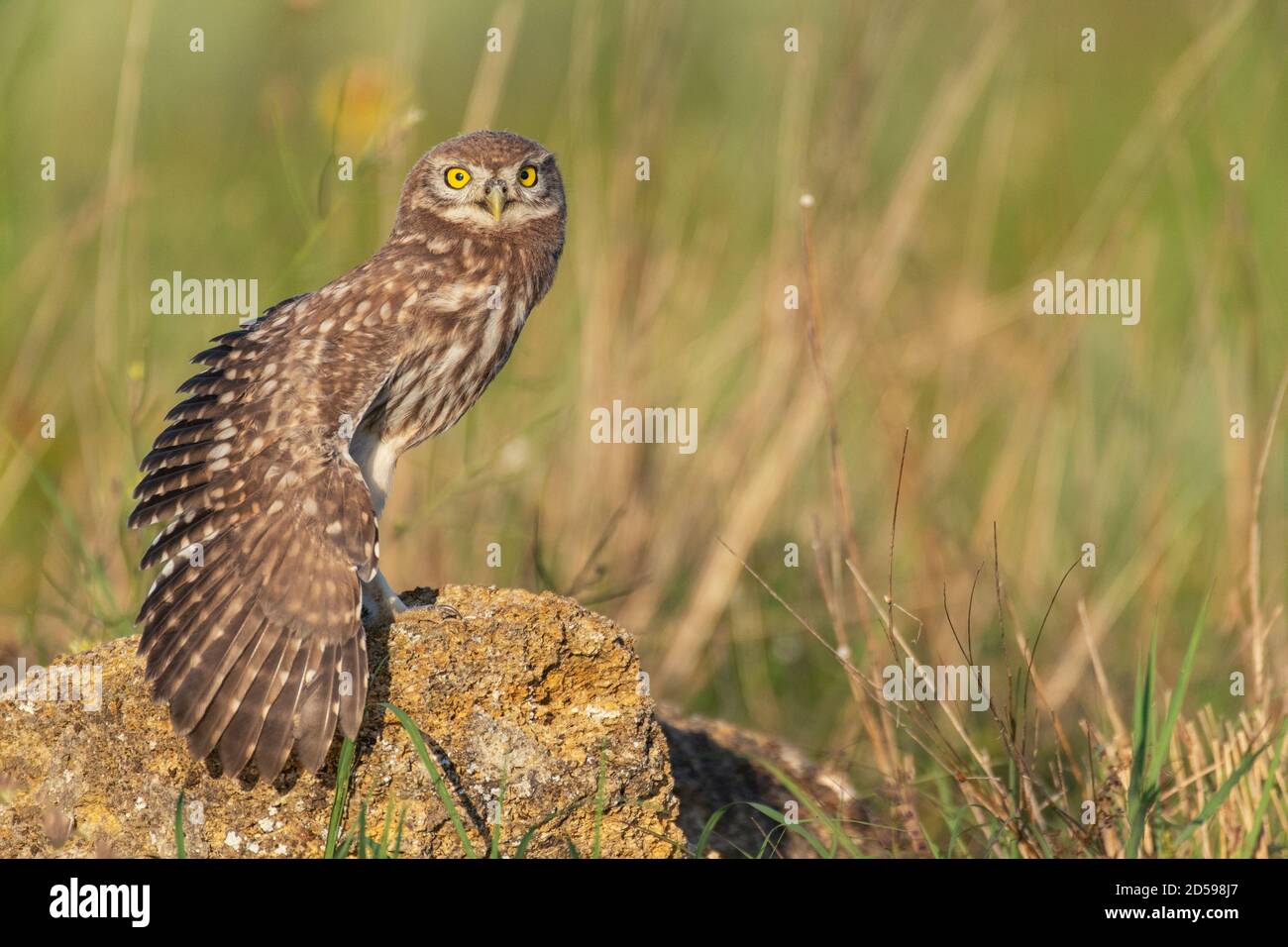 The Little Owl Athene noctua, a young owl sits on a rock with its wing open. Stock Photo