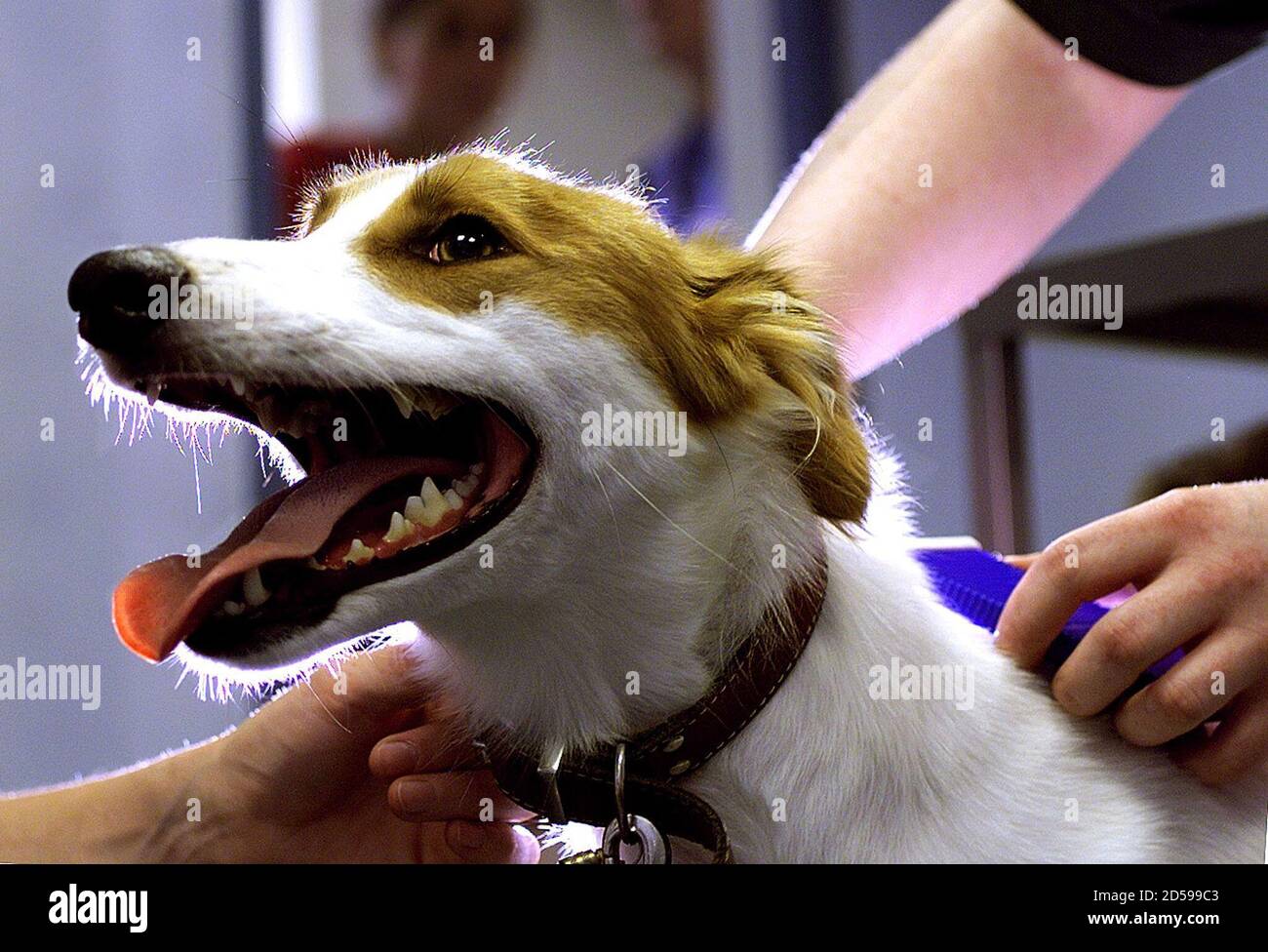 What Countries Have Quarantine For Dogs