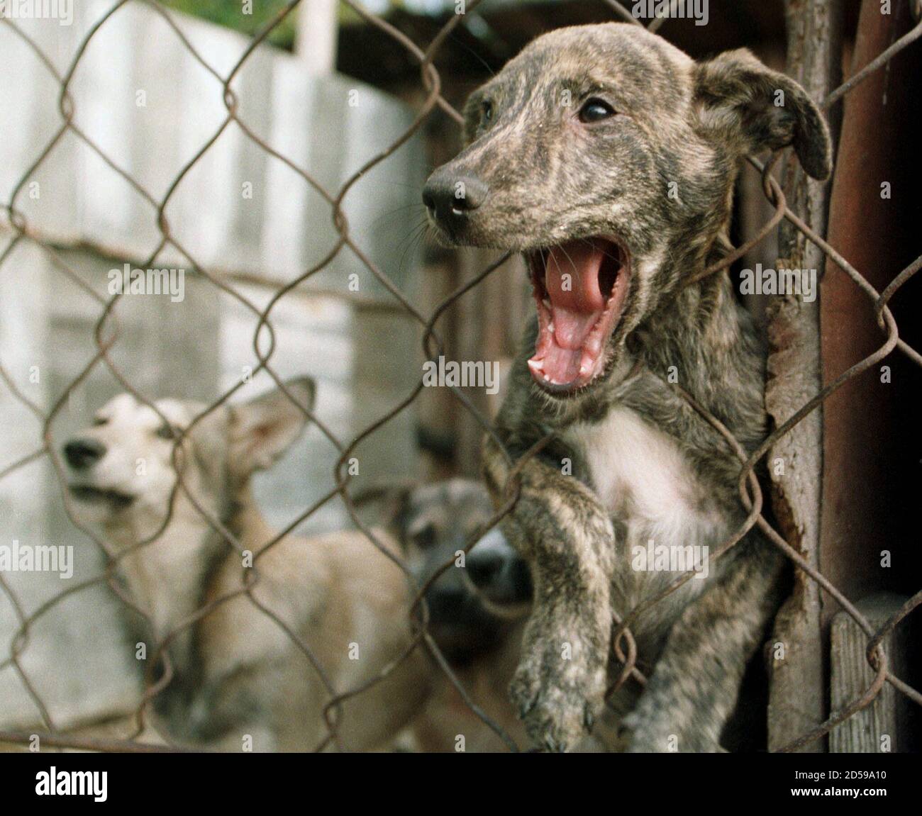 Stray dogs bark from their pen in a shelter for homeless animals in   October 4. The shelter, the only one of its kind in the city,  is filled to capacity with