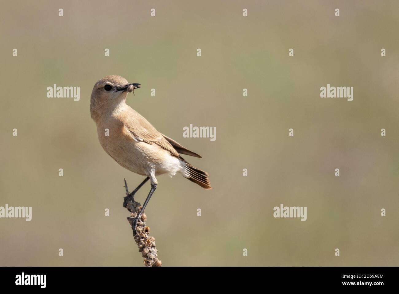 Isabelline wheatear Oenanthe isabellina, with food in its beak, in a beautiful light. Stock Photo