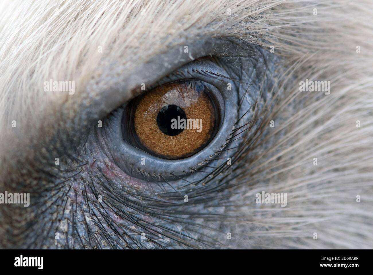 Eagle eyes closeup, eyes of a Griffon vulture Stock Photo - Alamy
