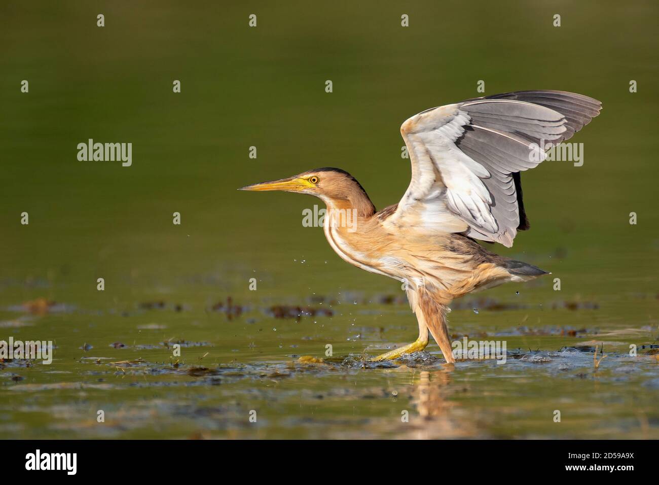 Little bittern Ixobrychus minutus, stands in the waterwith its wings open. Stock Photo