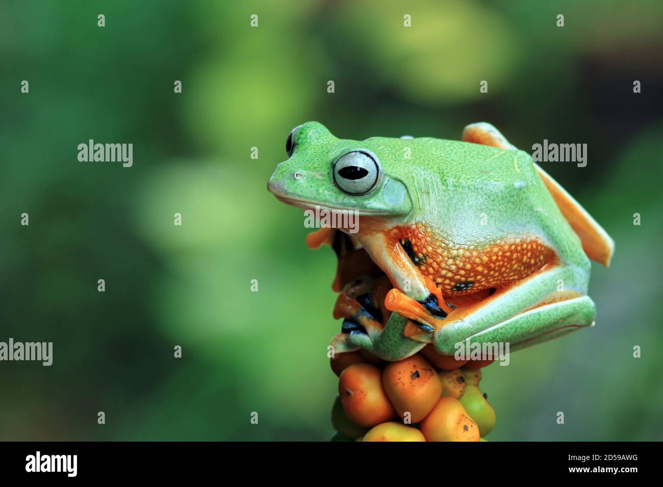 Javan tree frog hi-res stock photography and images - Alamy