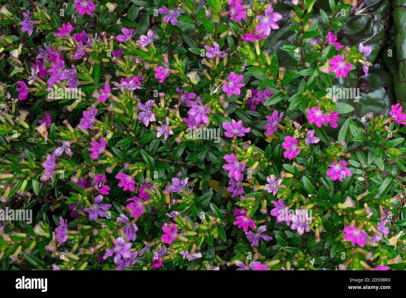 The Mexican Heather or Cuphea hyssopifolia, shown here in a French shrubbery, is native to Mexico and has become established in Hawaii. Stock Photo