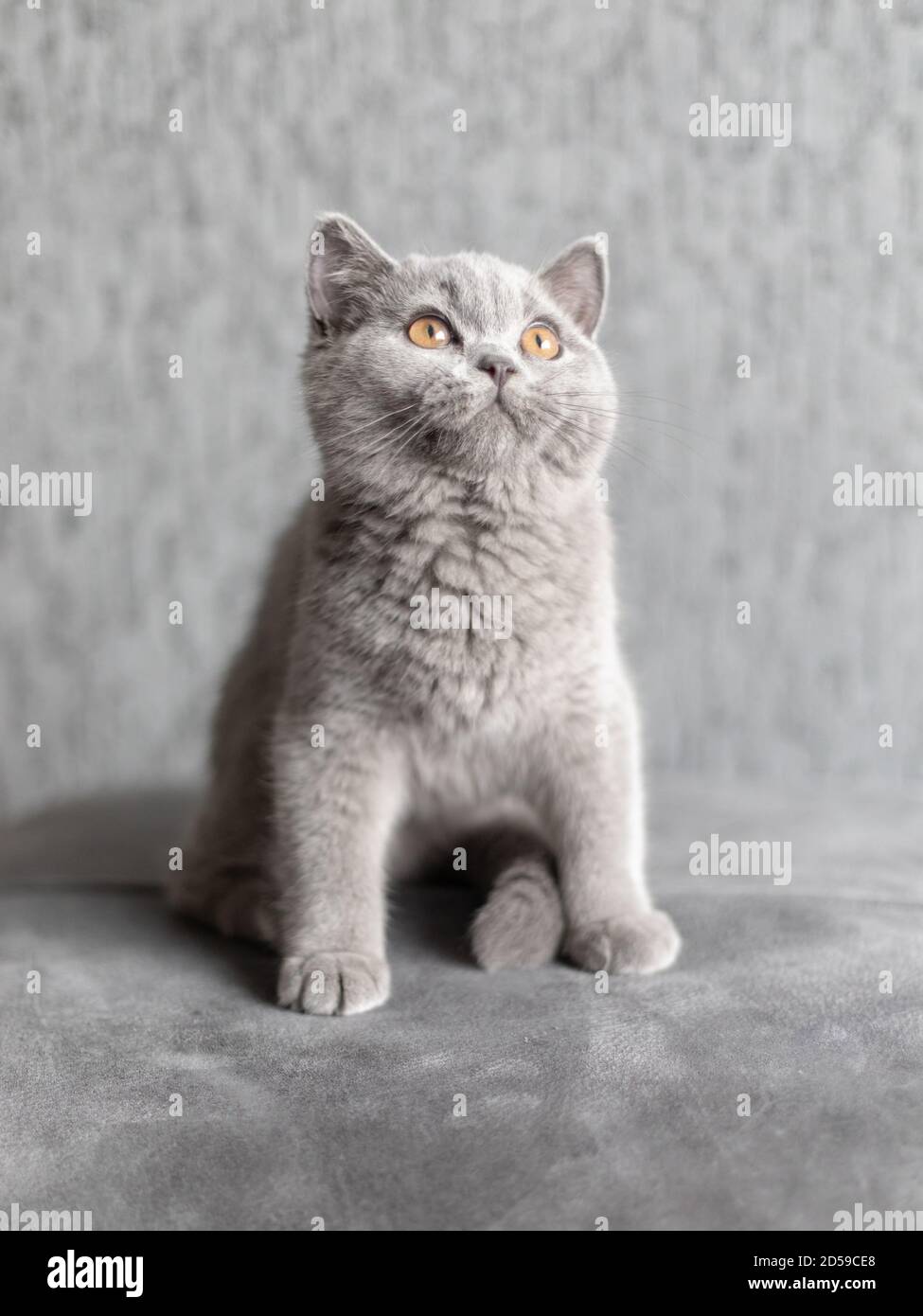 Portrait of a British Shorthair blue kitten sitting on carpet Stock Photo