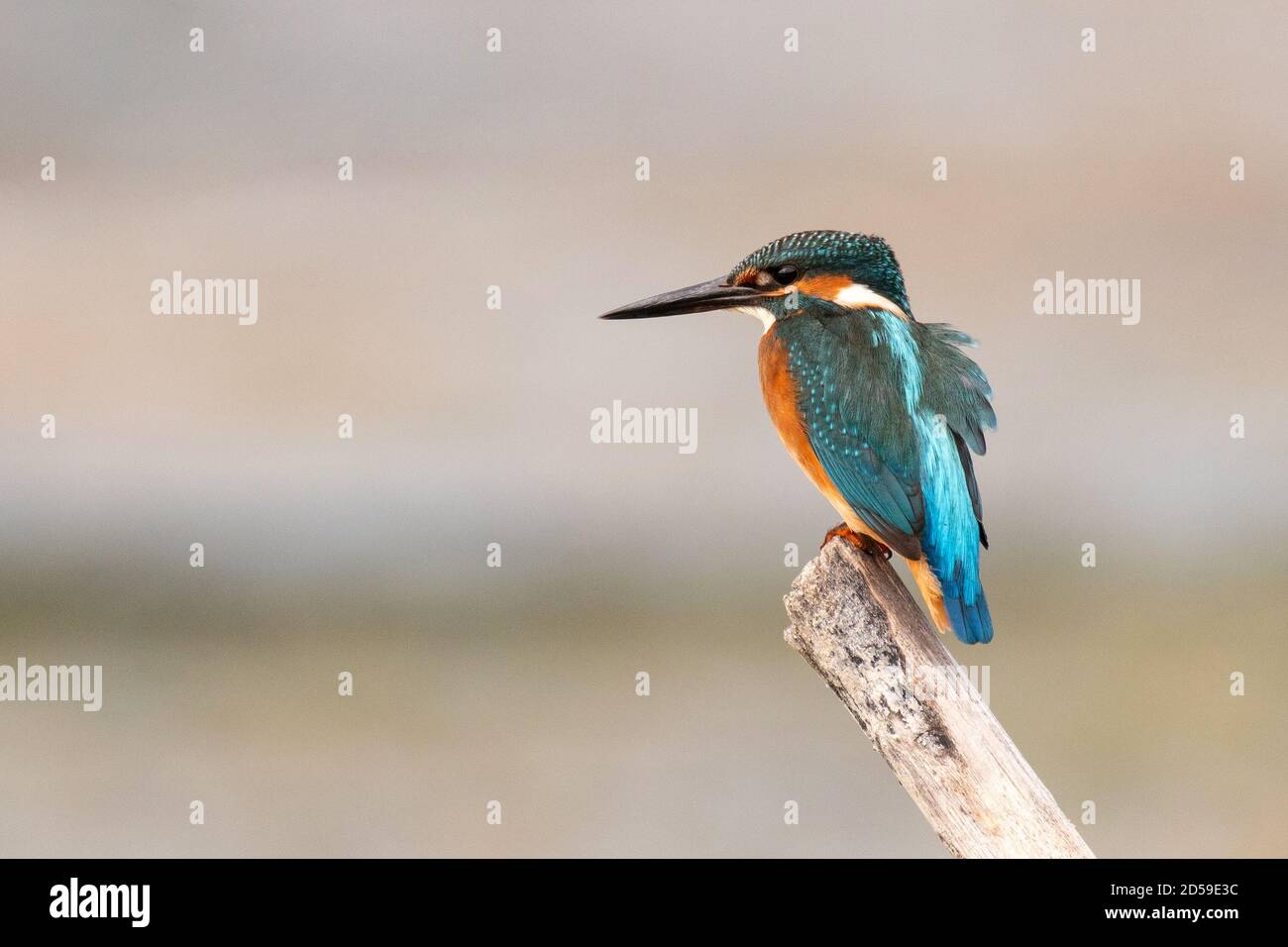 Common King Fisher sitting on branch looking for fish, Alcedo atthis. Stock Photo