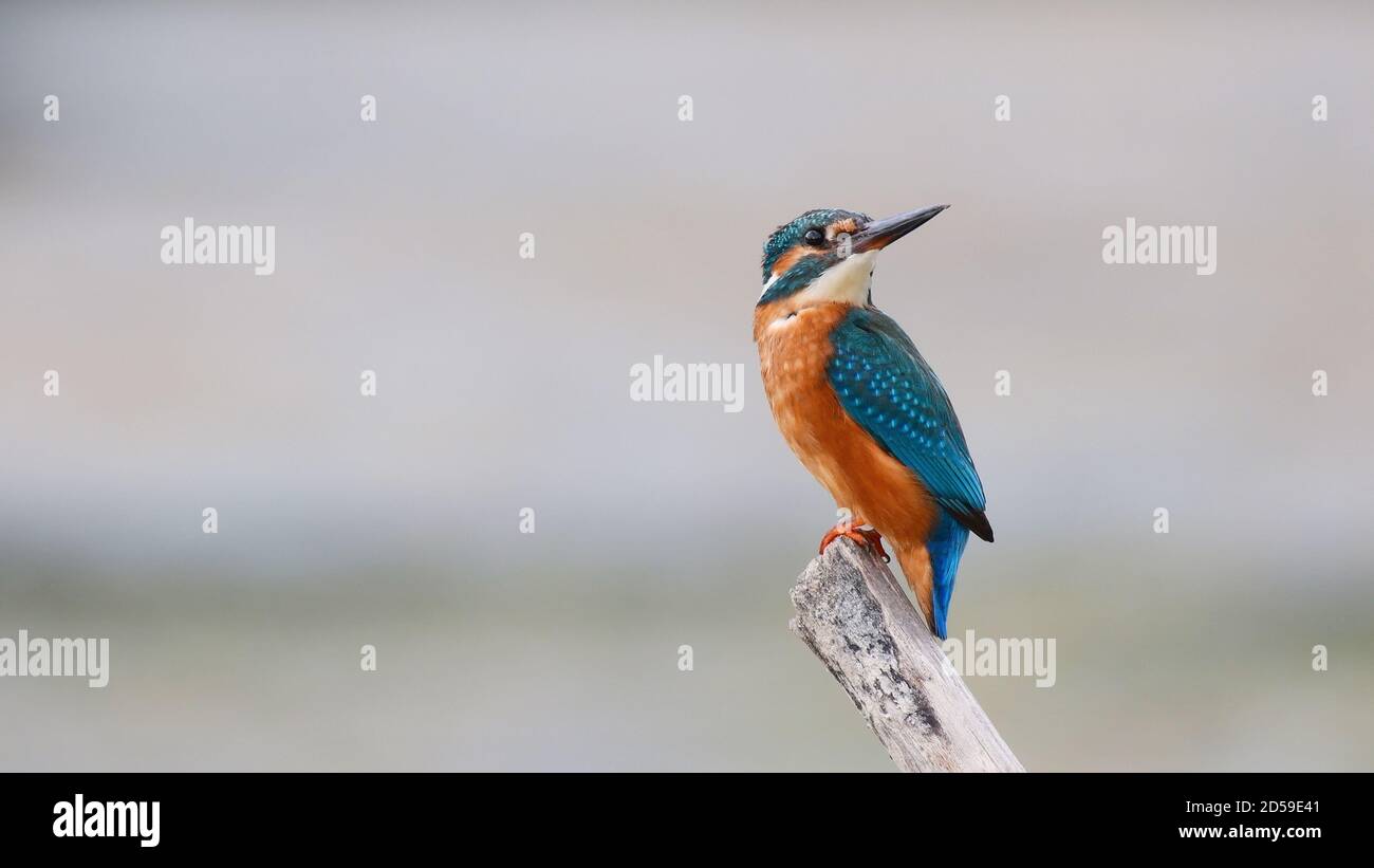 Common King Fisher sitting on branch looking for fish, Alcedo atthis. Stock Photo