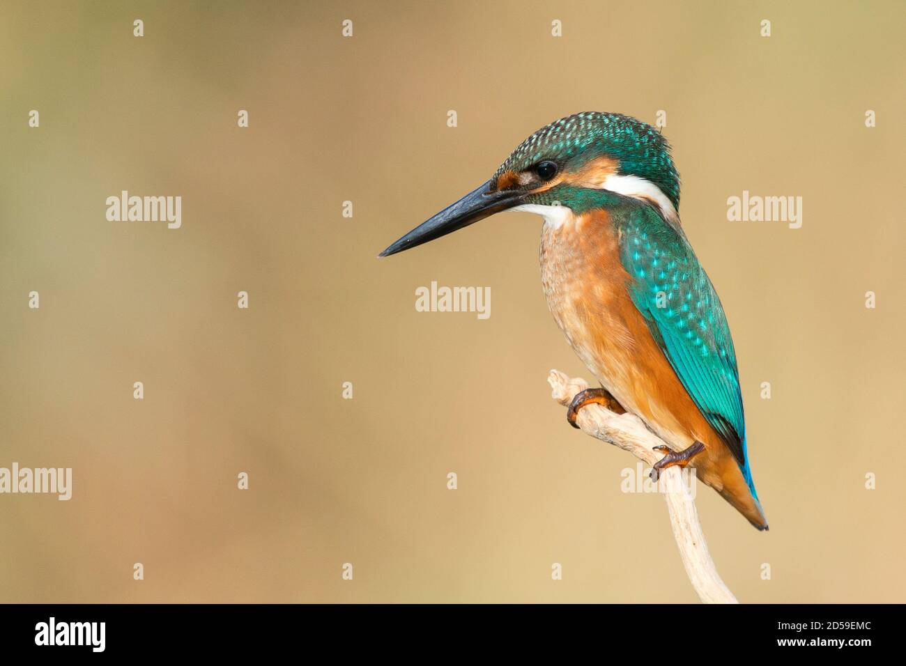 Common Kingfisher (Alcedo atthis) sitting on a beautiful background. Stock Photo