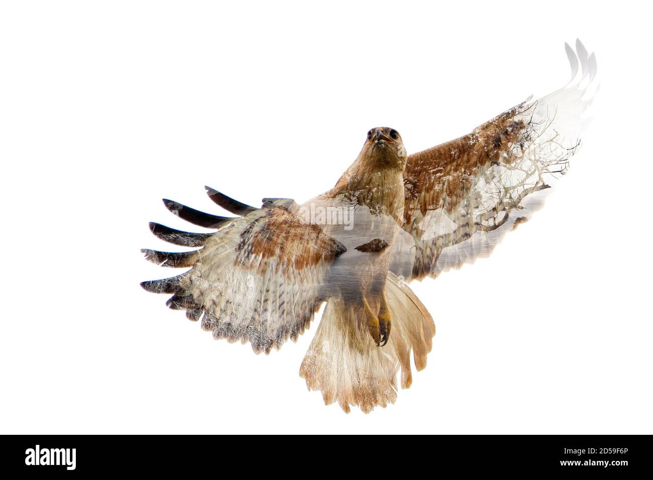 Double exposure wildlife hi-res stock photography and images - Alamy