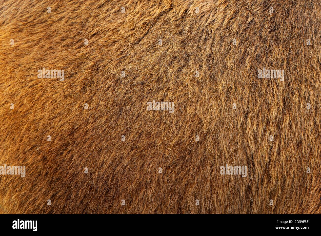 Camel hair hi-res stock photography and images - Alamy Camel hair hi-res stock photography and images - Alamy