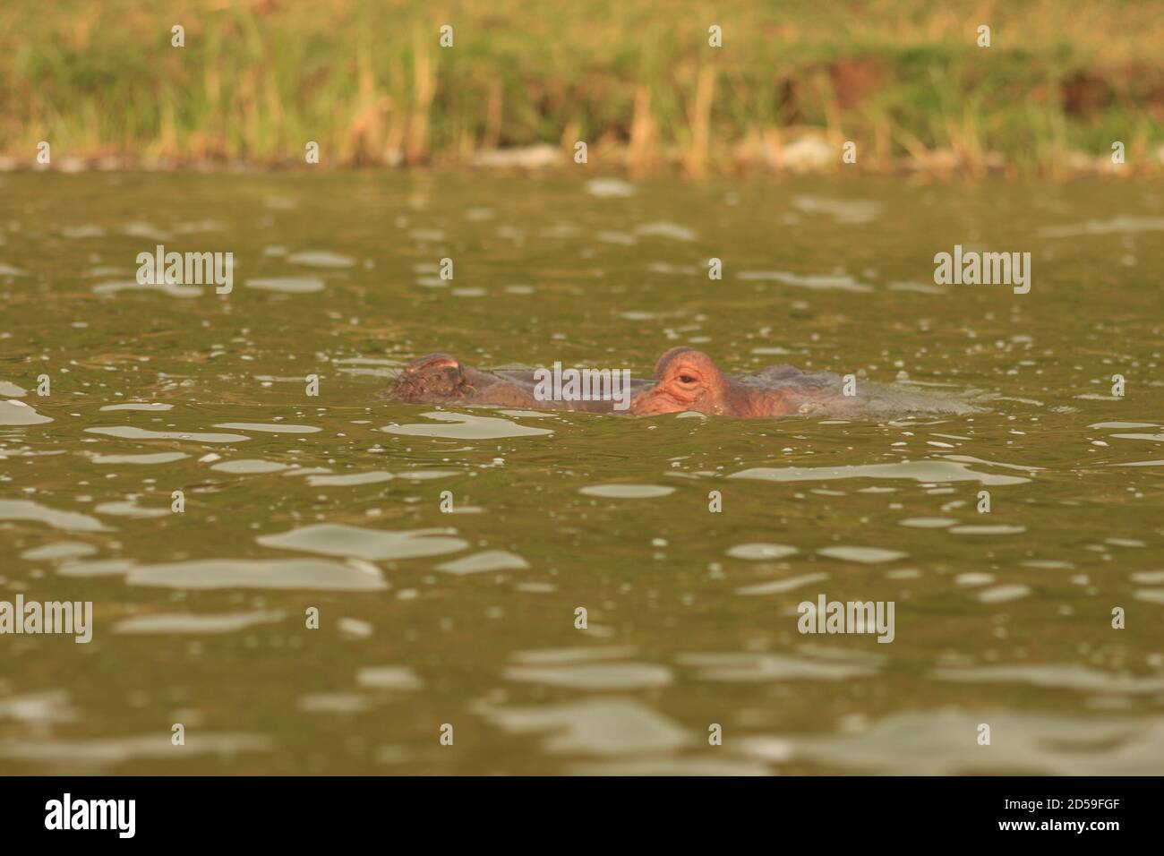 Hippopotomus just breaking water surface, one eye above water level, watching carefully, Uganda Stock Photo