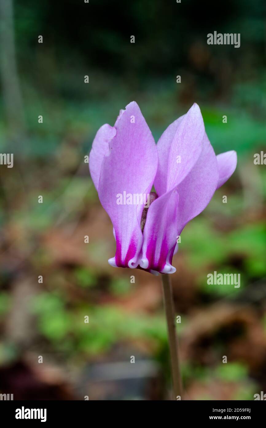 The European Cyclamen found growing in damp woodland in France. Stock Photo