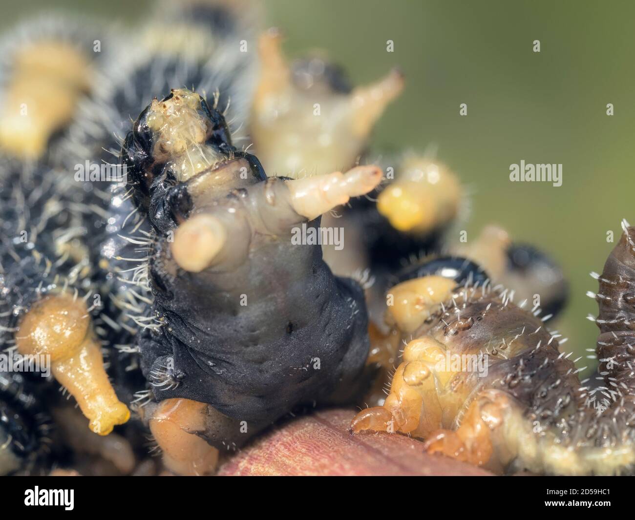 Spitfire sawfly (Perga affinis) larvae in defensive posture on branch, Australia Stock Photo