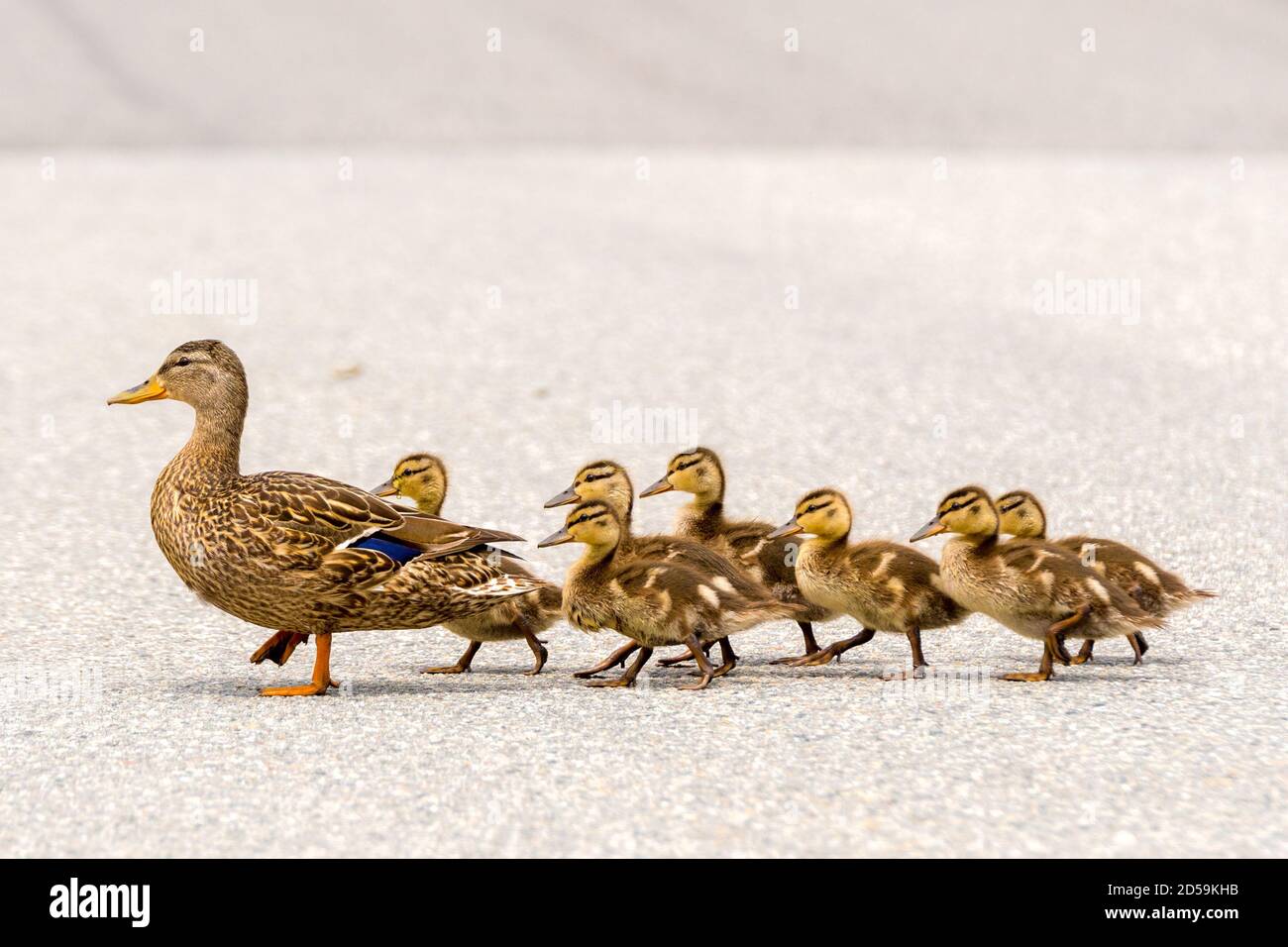 Baby Ducks Following Mother In Water