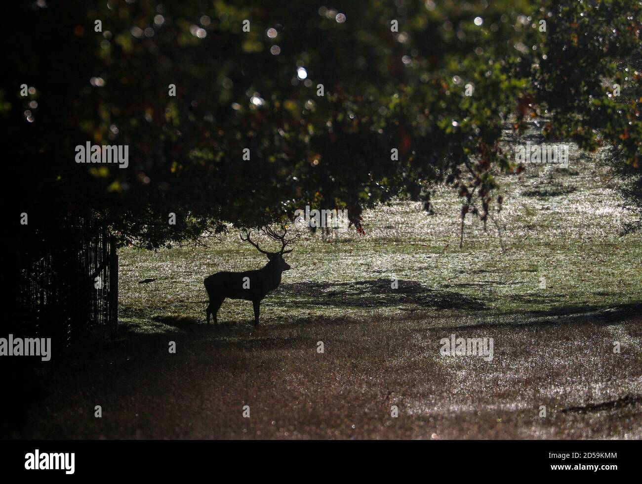 Deer in the Windsor Great Park, Berkshire. Stock Photo