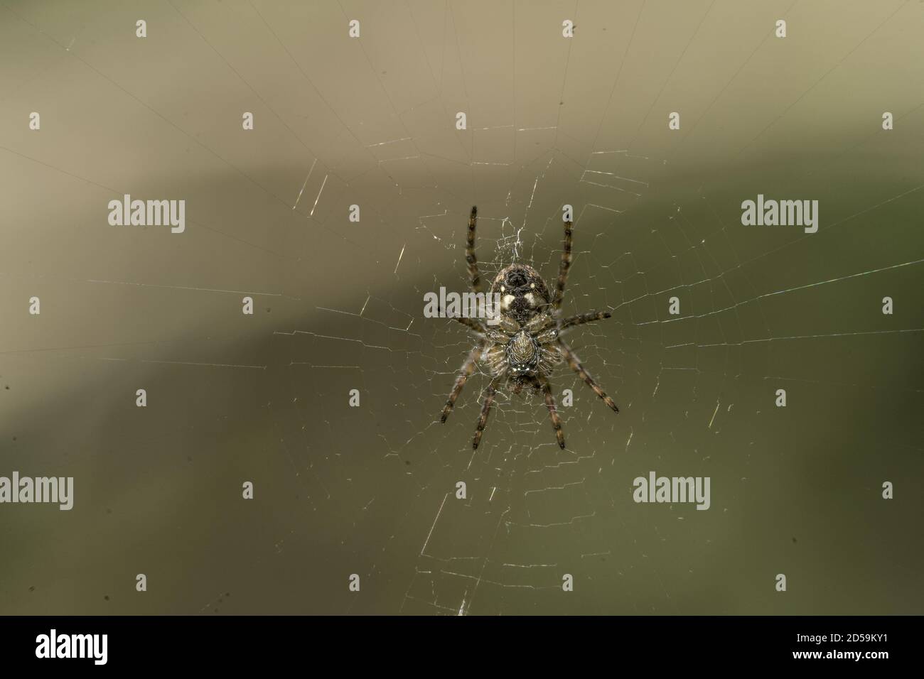 Shallow focus shot of a spider on a web Stock Photo - Alamy