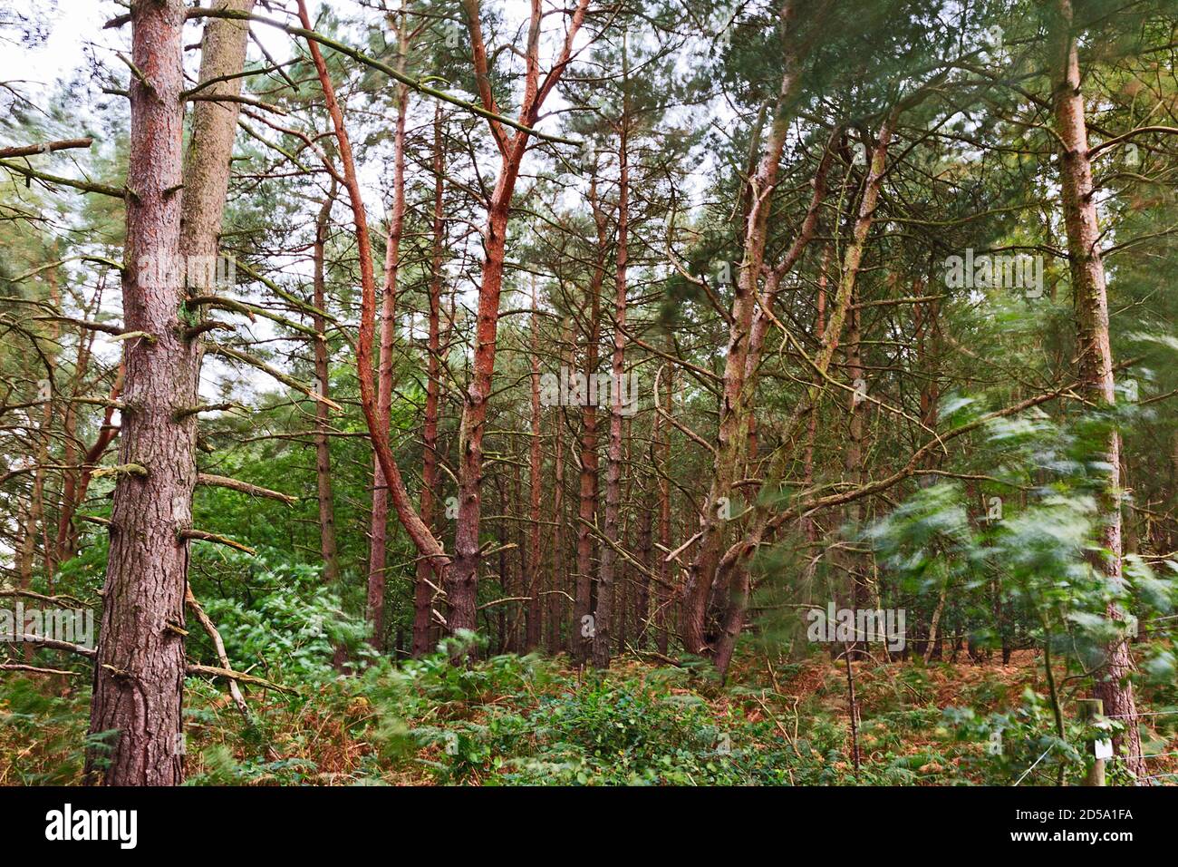 Autumn in the Pine Woodland at Sandringham, Norfolk Stock Photo