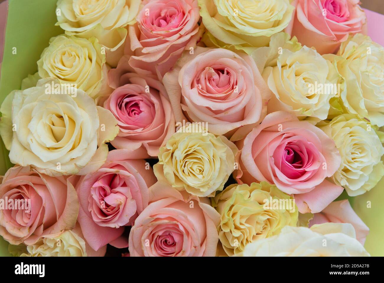 Summer blossoming delicate pink roses Stock Photo
