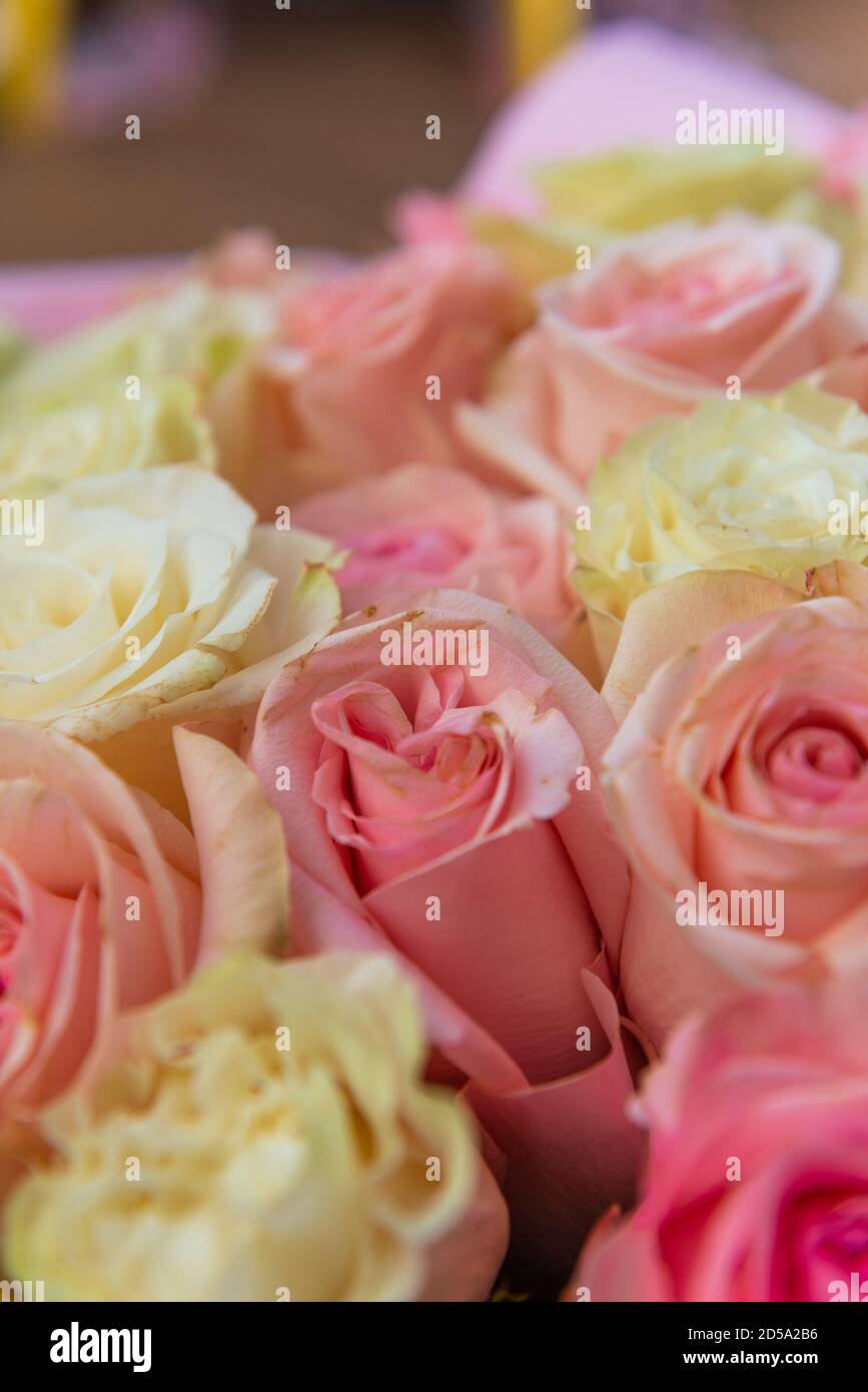 Summer blossoming delicate pink roses Stock Photo