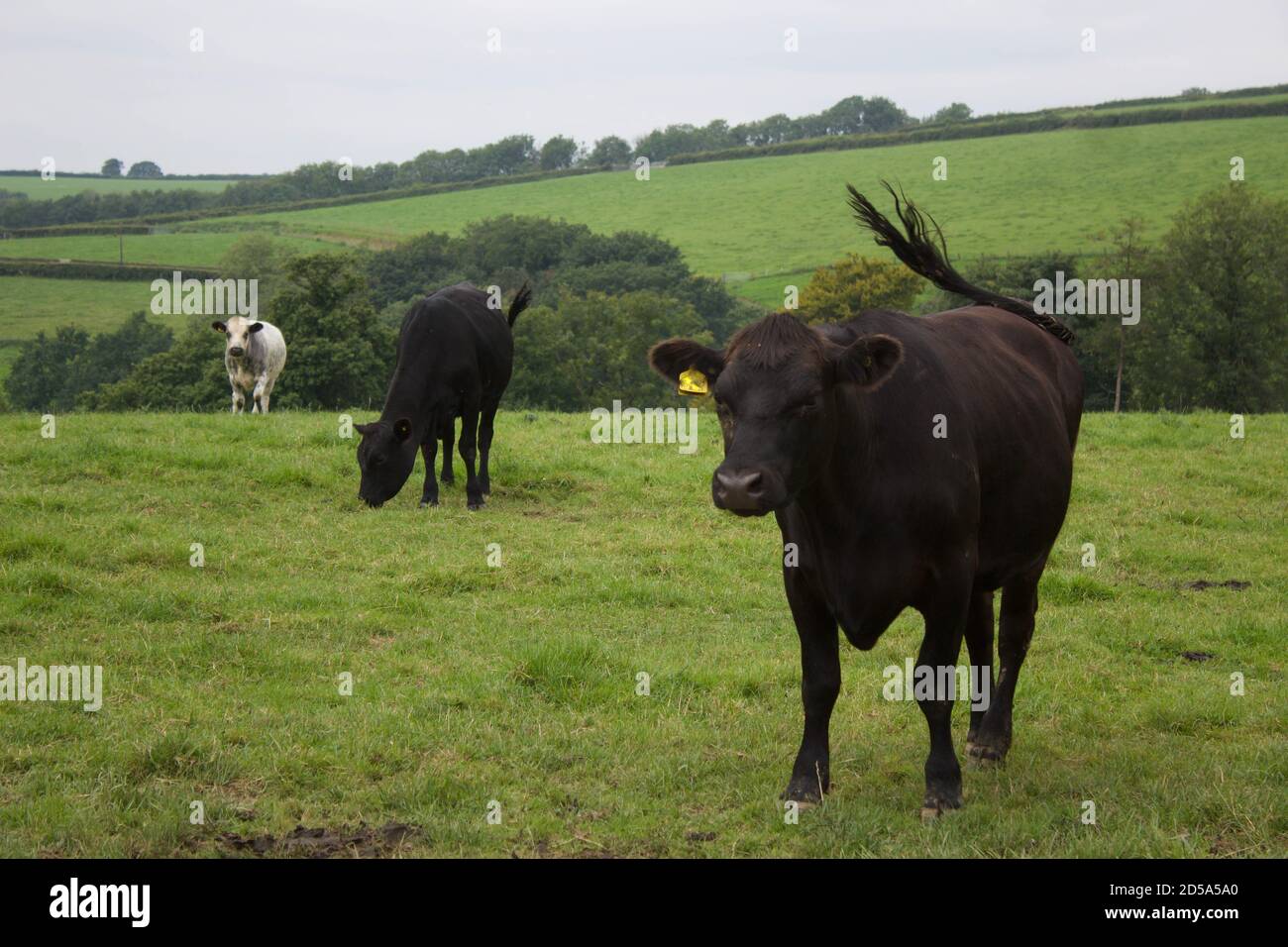 Black cow grazing in open hi-res stock photography and images - Alamy