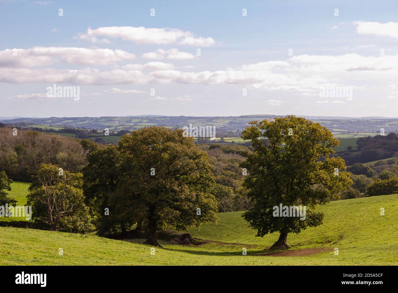 Group oak trees hires stock photography and images Alamy