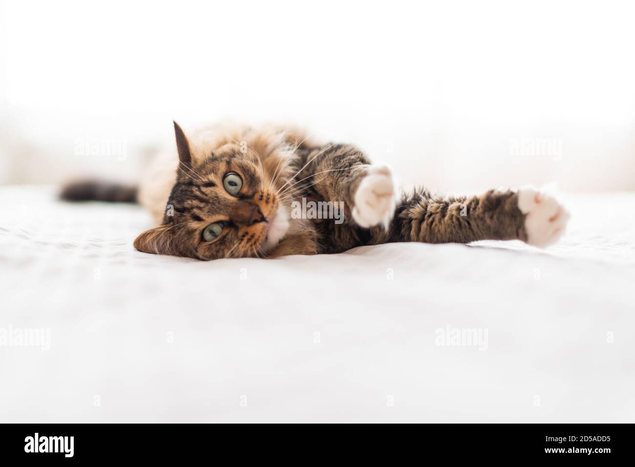 Grey cat lying on bed Stock Photo