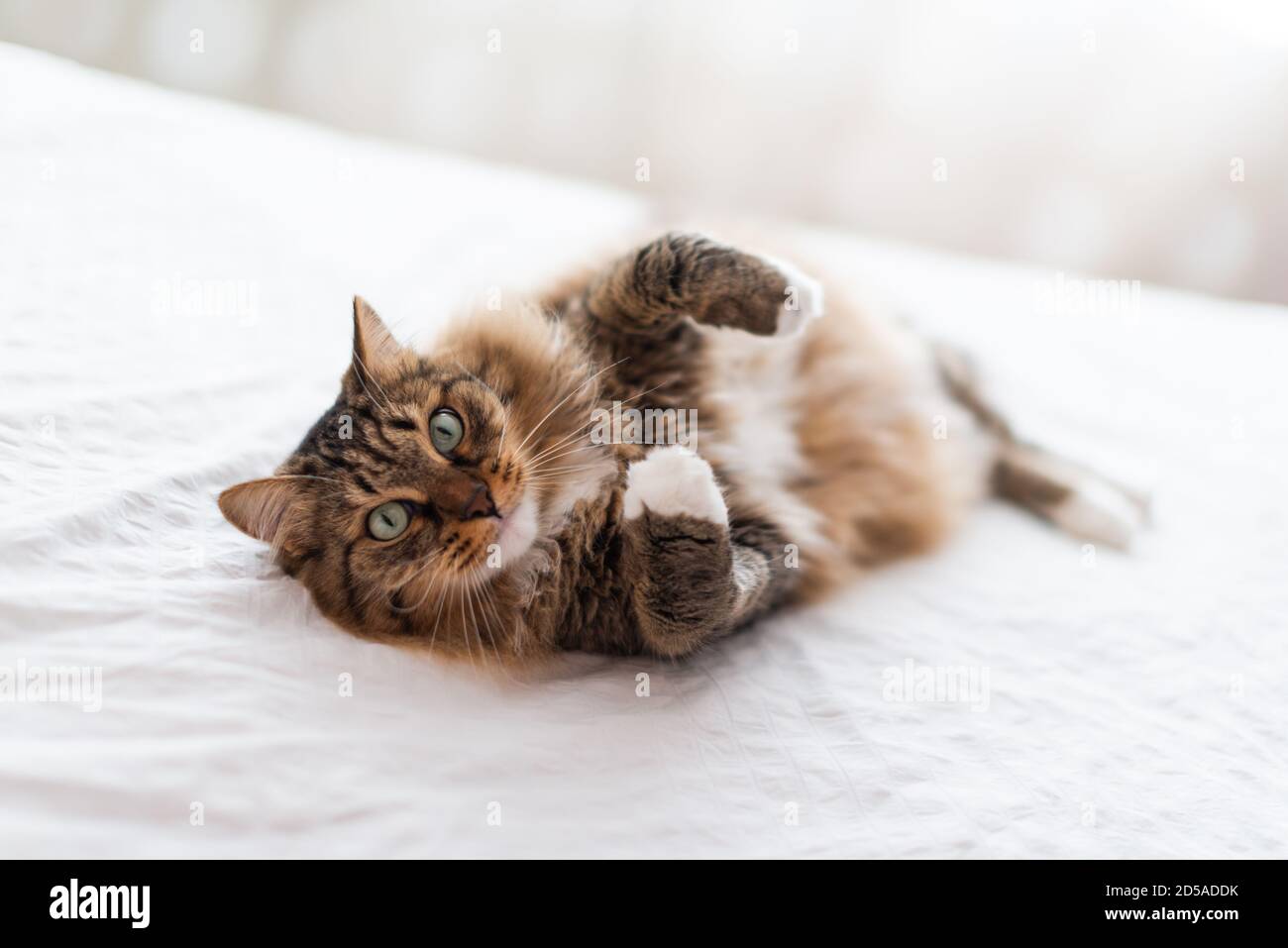 Grey Cat Lying On Bed Stock Photo Alamy