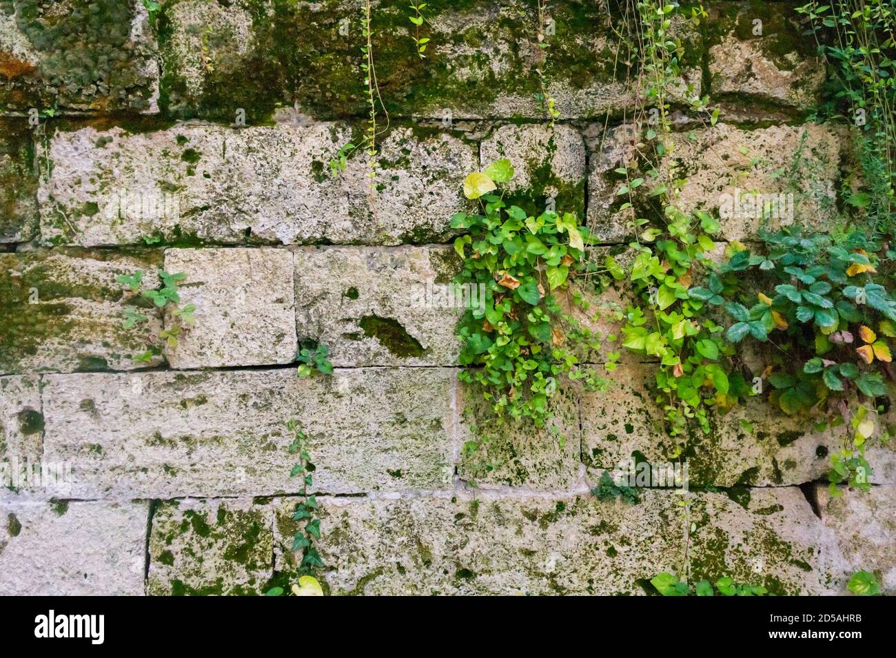 Old stone wall with ivy as background Stock Photo - Alamy