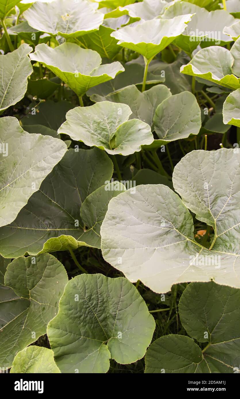 Pumpkins with large leaves growing in a garden Stock Photo - Alamy