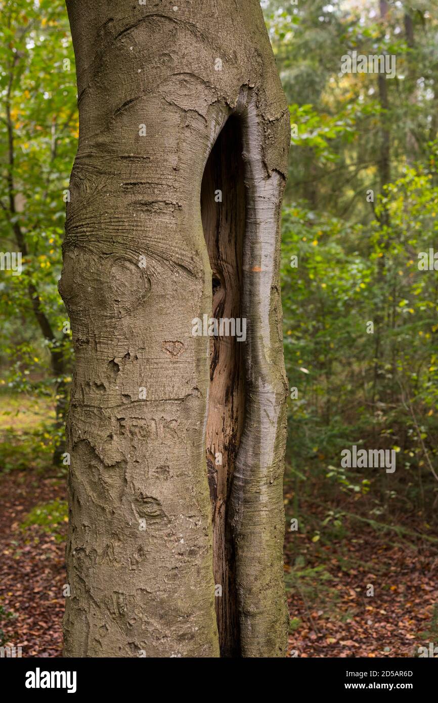 Moss Blanket Stock Photo - Download Image Now - Autumn, Beech Tree