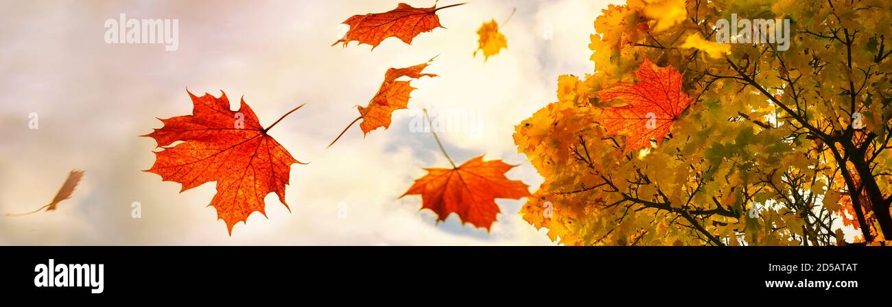 Red and golden colored autumn leaves falling down from a maple tree, sky with clouds and copy space, panoramic format, motion blur, selected focus, na Stock Photo