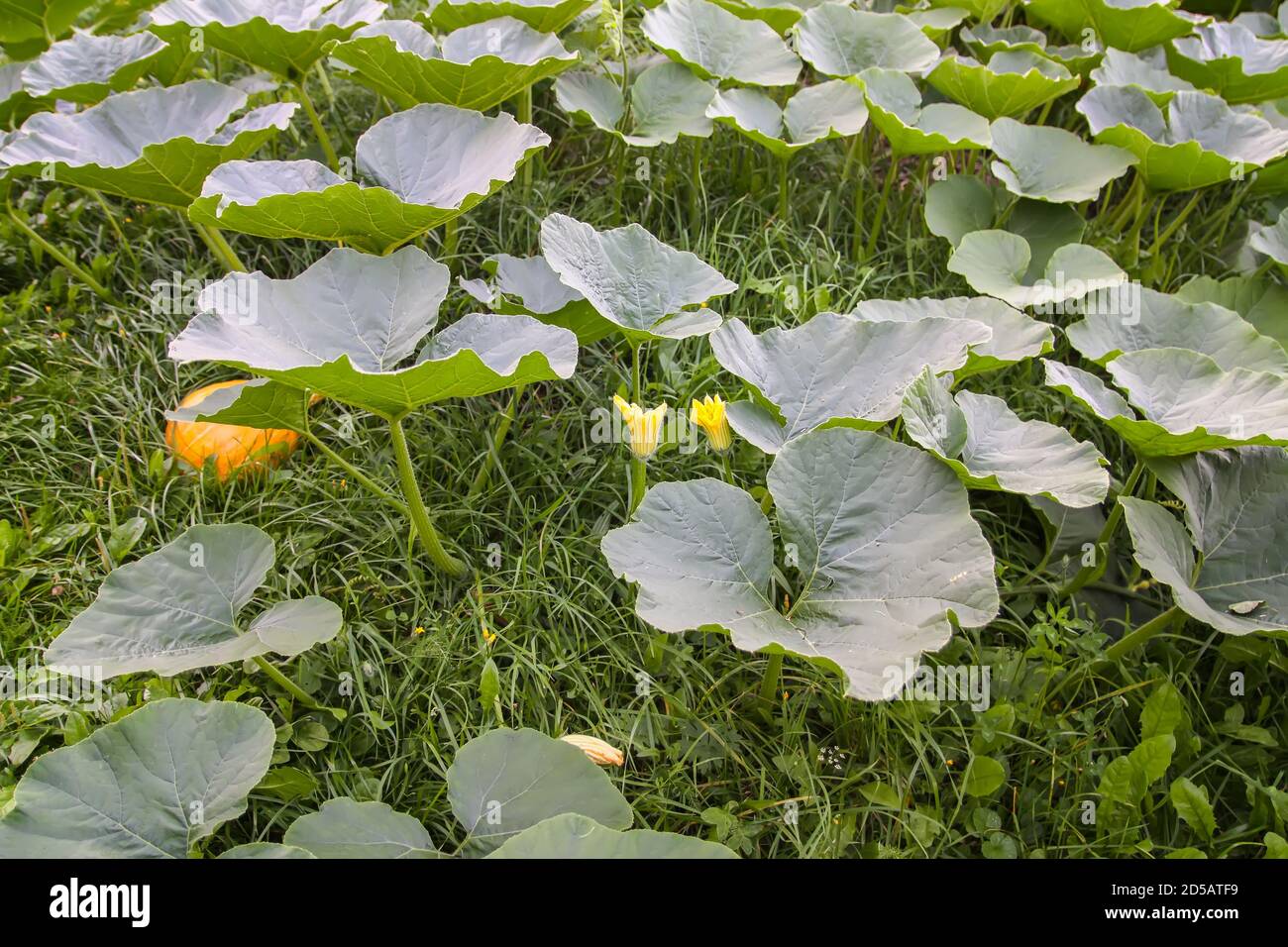 Pumpkins with large leaves growing in a garden Stock Photo - Alamy