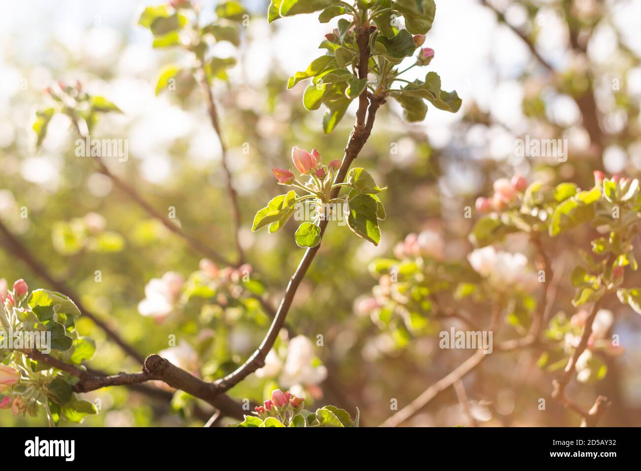 Beautiful apple tree branch with sun Stock Photo