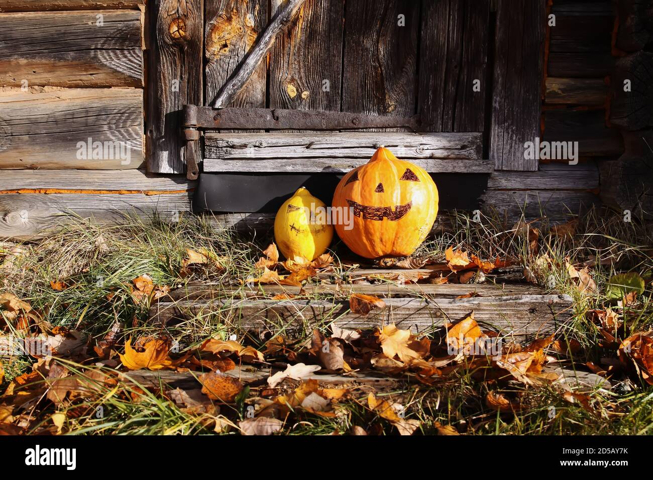 Funny Halloween pumpkins in autumn park with fall leaves on old weathered wooden door background. Stock Photo