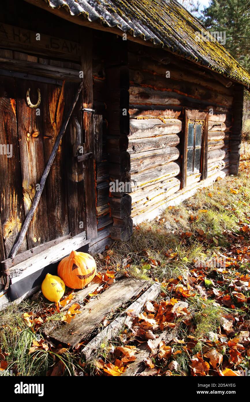 Funny Halloween pumpkins in autumn park with fall leaves on old weathered wooden door background. Stock Photo